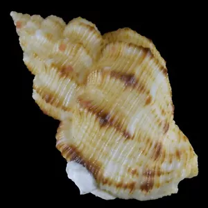 CANTHARUS LEUCOTAENIATUS (Balut Isl., Philippinen) 33,9 mm #41744 - Bild 1 von 4