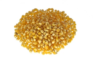 Popcorn Mais Maiskorn 1kg-25kg 1A TOP - Bild 1 von 1