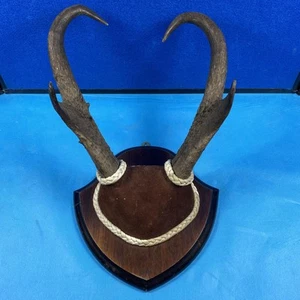 Pronghorn Antelope Taxidermy Horns - Picture 1 of 7