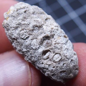 32mm Equicalastrobus sp. Planta fósil de calcedonia semilla de pino Eoceno 48 - Imagen 1 de 9