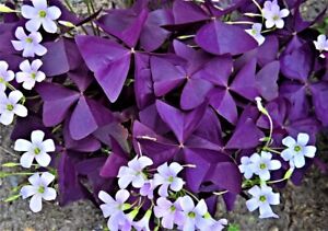 50 x Rhizome  Oxalis triangularis Lila Kleeblatt purple Plants Bulbs Glühbirnen