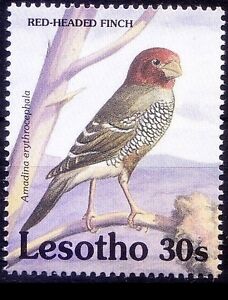 Red Headed Finch, Birds, Lesotho 1992 MNH  