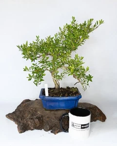 Shohin Japanese Holly Bonsai Tree | Ilex crenata – Informal Upright in Pot - Picture 1 of 6