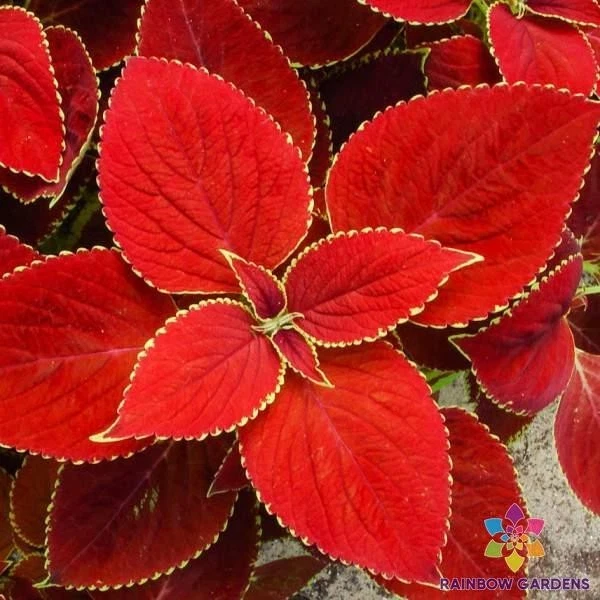 25 + 红色 Coleus 种子用于花园种植 - 美国 - 免费送货! — 第 1/1 张图片