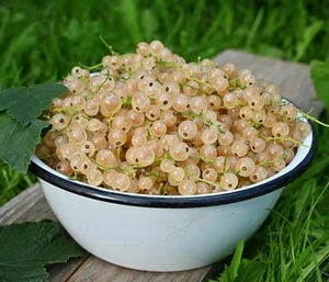 Whitecurrant Ribes White Versailles | Deciduous Fruit Plant | 2L Pot - Picture 1 of 4