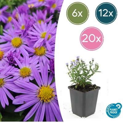 Autumnaster, Aster (D) Prof. Anton Kippenberg compatto 10-25 cm Ø9 cm vaso... - Immagine 1 di 4