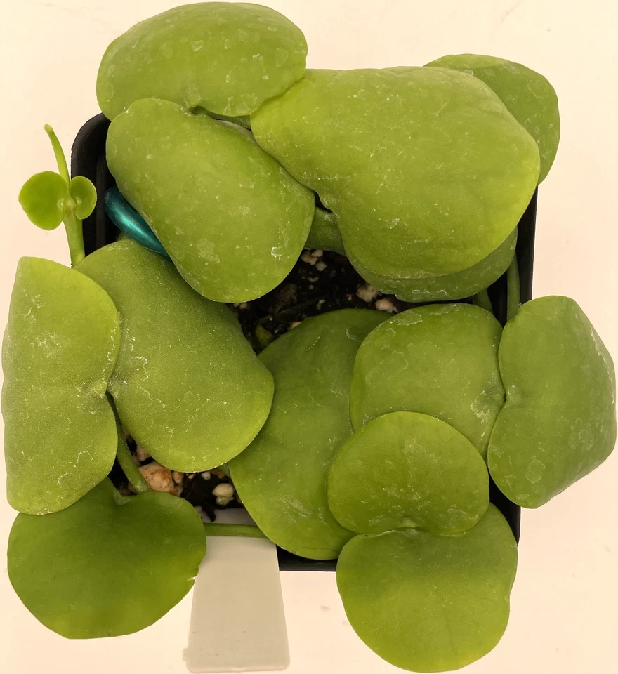 Dischidia platyphylla , 3.5” Pot Epiphyte Mount To Driftwood! - Image 1 of 4