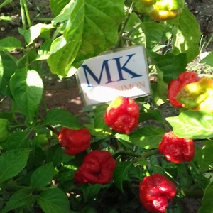 7 POD Chaguanas Red 10 semillas,capsicum chinense , (78) - Picture 1 of 1