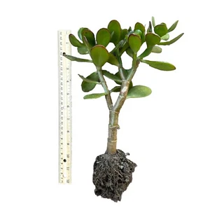 Large Big Jade 12 inch long Fully Rooted ready to plant cactus succulents - Picture 1 of 4