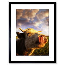 Photo Animal Composition Cow Lick Cattle Head Framed Print 9x7 Inch