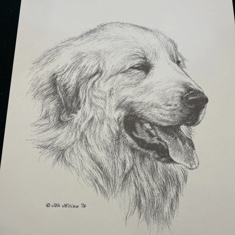 Estampado vintage de los Grandes Pirineos de Jan Jellins 8 X10 Foto 1 de 1