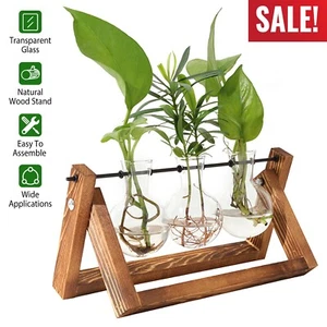 Desktop Glass Hydroponic Planter Bulb Terrarium Vase with Wooden Stand - Picture 1 of 12