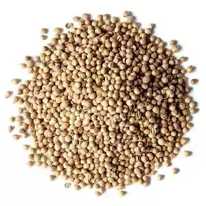 Coriander Seeds Whole Raw 100% Pure Natural Sri Lankan Spice - Picture 1 of 3
