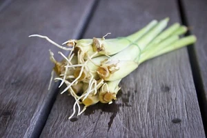 3 Lemongrass ROOTED Stalks, READY to  PLANT,  Mosquito Repellent Citronella - Picture 1 of 5