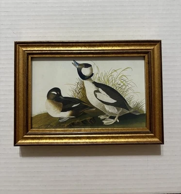 Audubon Framed Print Buffel Headed Duck 5 1/2 X 8 Inches - Image 1 of 4