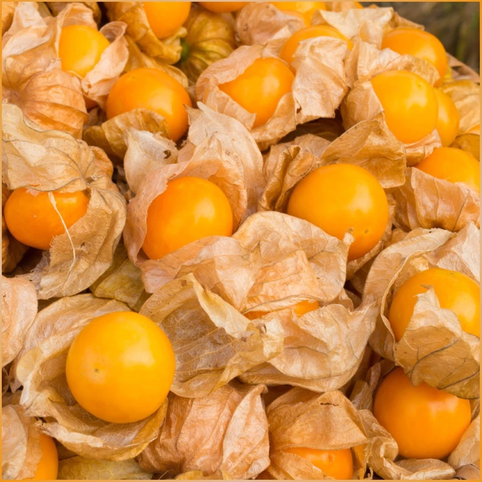 Physalis Andenbeere 200 Samen Kapstachelbeere Buschige Pflanze Physalis Samen - Bild 1 von 1