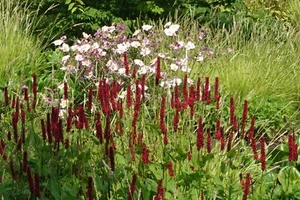 Kerzen-Knöterich 'Blackfield' Persicaria amplexicaulis im 1-Liter Container - Bild 1 von 2