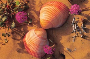 Postal: conchas de corazón de buey, 4x6, sin publicar - Imagen 1 de 2