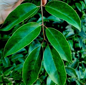 10 Ligustrum Glossy Privet Live Cuttings 8”+ Evergreen Privacy Hedge Waxleaf - Picture 1 of 6