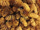 100 And Spruce Mini Pine Cones Small 1 175 Inches Natural Arts Crafts Decorations