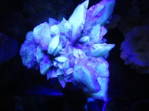 GipsRose, Selenit, Amsdorf, Romonta Tagebau UV-LW aktiv Sammlungsauflösung 224 g - Bild 1 von 9