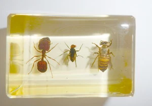 Honey Bee & Blue Bottle Fly & Ant Specimen Set Amber Clear Resin Block TE1SA - Picture 1 of 9