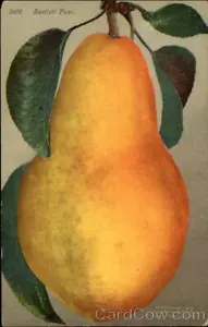Esagerazione Bartlett pera illustrazione Mitchell antica cartolina d'epoca - Foto 1 di 2