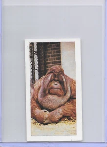 1958 Orang-Utang Horniman's Tea Wild Animals Card #13 Series of 48 - Picture 1 of 2