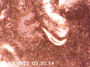 2021 D/D Lincoln Cent - DDO & DDR - Doubled Ear - ALLE BILDER - KOSTENLOSER VERSAND! *16 - Bild 1 von 4