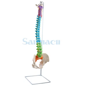 1:1 Life Size Human Anatomical Anatomy Spine Medical Model +Stand Fexible - Picture 1 of 8