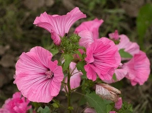 ☺100 graines de lavateres roses et blanches en mélange  - Imagen 1 de 1