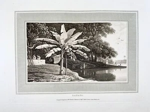 1807 Banana Tree, William Daniell, botany, aquatint, folio - Picture 1 of 2