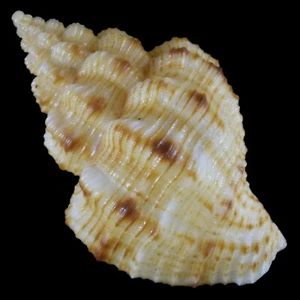 CANTHARUS LEUCOTAENIATUS (Balut Isl., Philippines) 23.0mm #41748 - Picture 1 of 4