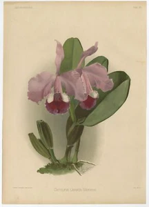 Tab 95 Antique Print of an Orchid by Leutzsch (1888) - Picture 1 of 1