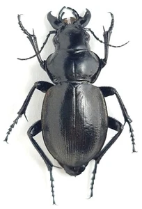 Coleoptera Carabidae Calosoma (Callisthenes) elegans manderstjernae Kasachstan - Bild 1 von 1