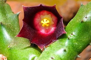 Huernia sp. aff Similis (ANGOLA, top of Leba Pass) SEEDS - - SEMI - Bild 1 von 3