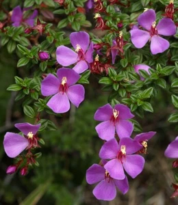 SAMEN Blumen dekorativ Veilchen-Baum grains Balkon wunderschön sagenhaft - Bild 1 von 1