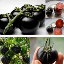 Rare Seeds Tomato Black Cherry Russian Heirloom Vegetable Seed OO55 04