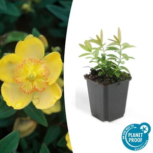 Bodendecker - Kelchiges Johanniskraut - Hypericum calycinum - 9cm Topf - Bild 1 von 42