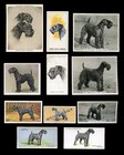 KERRY BLUE TERRIER DOG Cigarette & Trade Cards - collection of 11 all original