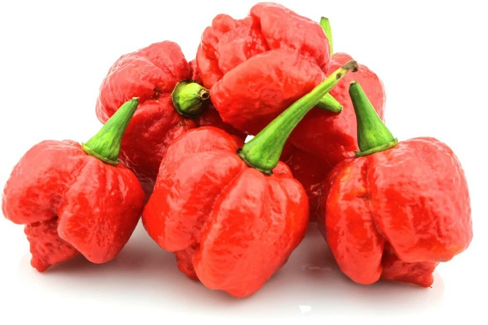 30 semi puri originali di TRINIDAD SCORPION BUCT TAYLOR PEPERONCINO PICCANTE +G