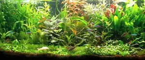 LOT PLANTES COMPLET POUR AQUARIUM SPECIAL CREVETTES 10L ou complement - Zdjęcie 1 z 2