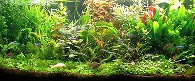 Lot Plantes Complet Pour  Aquarium Special Axolotl 40l  • 19.99€
