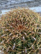 Oroya aculana große Altpflanze sehr selten Über 35 Jahre alt