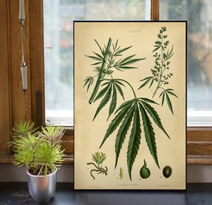 POSTER PRINT Cannabis Sativa Stoner Art Gift Pot Marijuana Weed Art Print MMJ - Picture 1 of 5