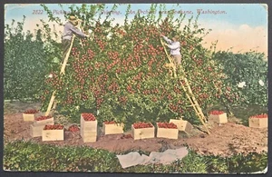 Vintage - 1914 Äpfel pflücken für den Versand, Obstgarten bei Spokane, WA - Postkarte - Bild 1 von 2