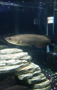 Australian Black Arowana 12 Inches Long - Picture 1 of 3