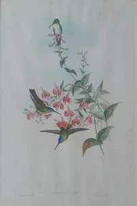 c1850 John Gould and HC Richter Hand-coloured Lithograph 'Cyanomyia Franciae' - Picture 1 of 5