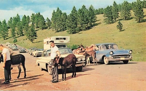 CARS TRAFFIC JAM BURROS CUSTER STATE PARK BLACK HILLS SD POSTAL AÑOS 60 72423 S - Imagen 1 de 2