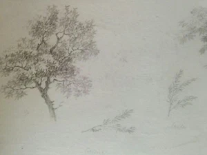 Ende 18. Jh. FRANZÖSISCHE Schule ALTMEISTERZEICHNUNG "Baumzweige" - schönes WASSERZEICHEN - Bild 1 von 5